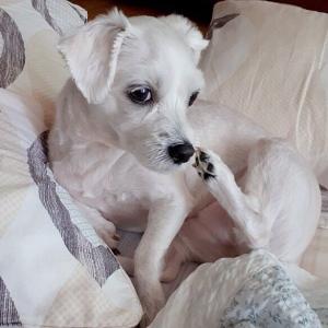 말티즈 찾아주세요