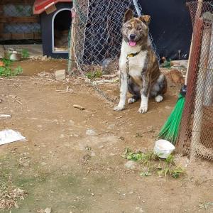 의왕 금천마을 잃어버린 강아지 찾아요..