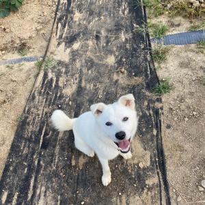 전읍리 흰색 믹스견 실종