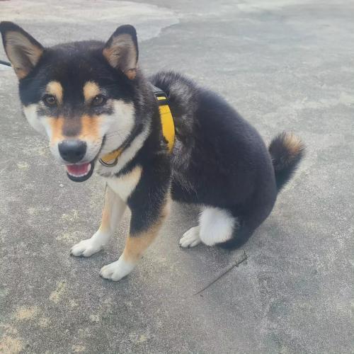 시바견 검정 여아 보호중