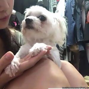 광명1동 말티즈 찾습니다