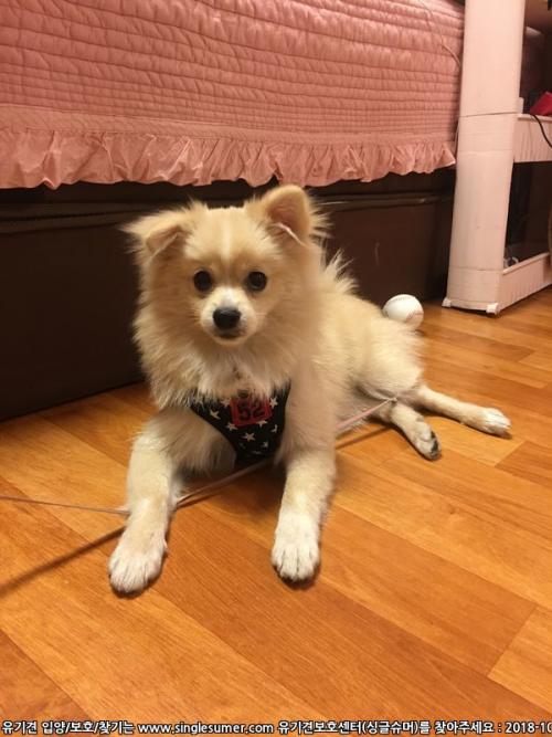 마포구 도화동 스피츠 포메라니안 믹스 추정 암컷 보호중