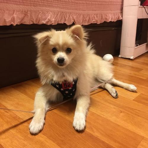 마포구 도화동 스피츠 포메라니안 믹스 추정 암컷 보호중