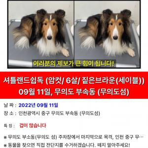 9월11일 무의도에서 잃어버린 셔틀랜드쉽독 찾습니다.