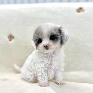 [49만원] 초희귀 블루멀 말티푸 왕자님 입양중입니다