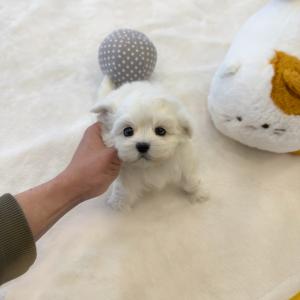 [15만원] 말티푸 백야