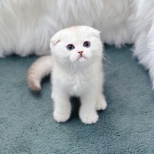 [40만원] 크림포인트 스코티시폴드 수컷 고양이 새로운 가족 찾아요 추가 비용 절대 없어요 전국 당일 이동 가능해요