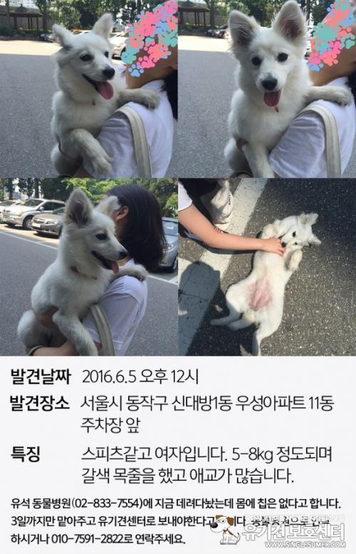 서울시 동작구 신대방1동 스피츠입니다ㅠㅠ