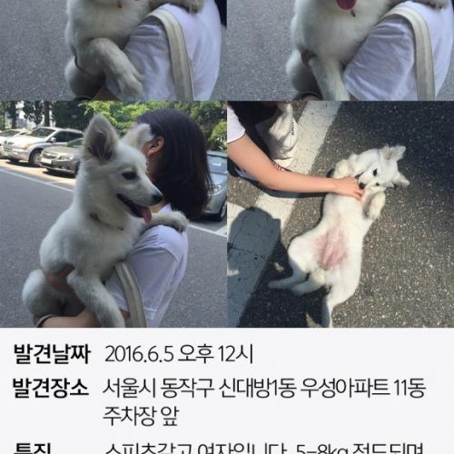 서울시 동작구 신대방1동 스피츠입니다ㅠㅠ