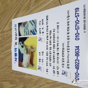 대구 말티즈(사랑이)를 찾습니다.