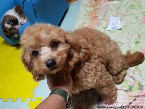 갈색 푸들 주인을 찾습니다.