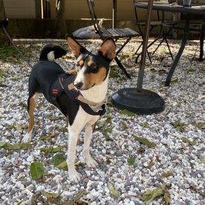 바센지 로키를 찾습니다