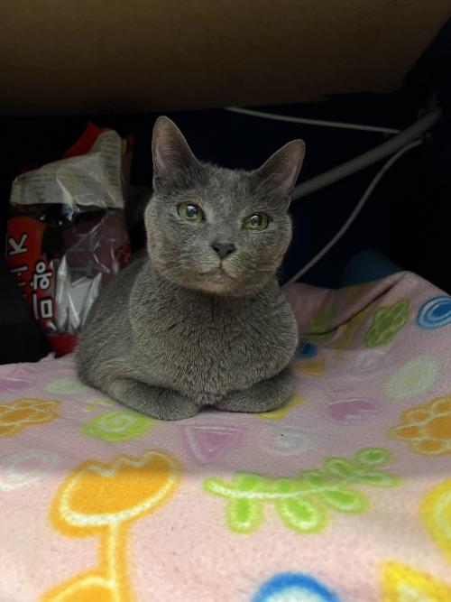 러시안 블루 주인분 찾습니다