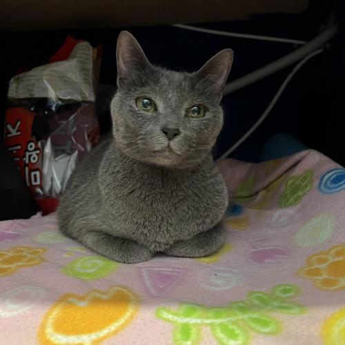 러시안 블루 주인분 찾습니다