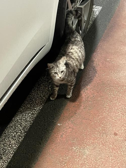아메리칸 숏헤어 주인 찾아요