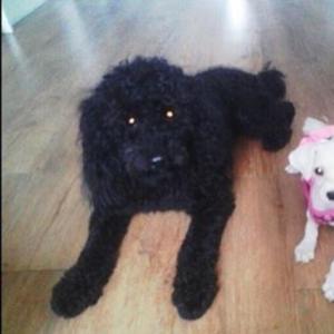 큰 검정푸들 찾습니다!!! 강서구 화곡동