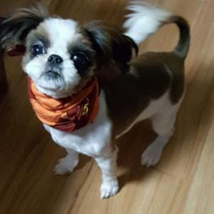 소중한 가족 '깐둥이' 를 찾아주세요...