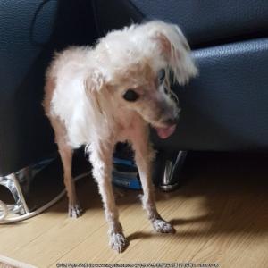 중구 남산4동 보성황실타운에서 잃어버린 베이지색 토이푸들찾아요