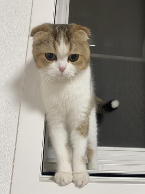 폴드 고양이 보라매 칸타빌레에서 발견했습니다!! 주인 찾아요~