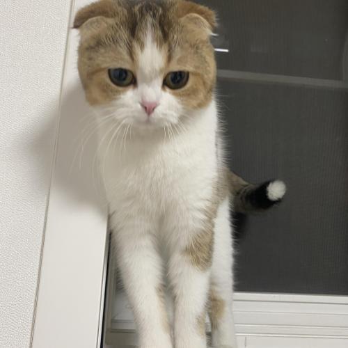 폴드 고양이 보라매 칸타빌레에서 발견했습니다!! 주인 찾아요~