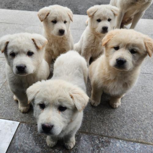 백구 강아지 무료 분양합니다.