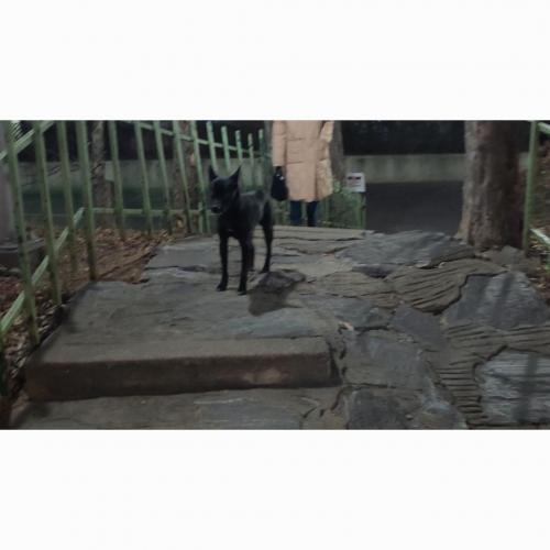 양천구 7-8키로 추정 검은개