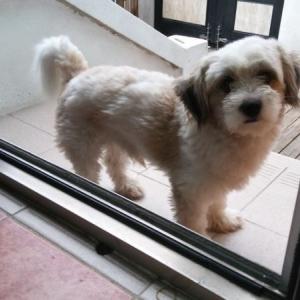 인천 남구 잃어버린 저희 집 강아지를 찾습니다...