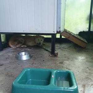 풍산개 찾습니다