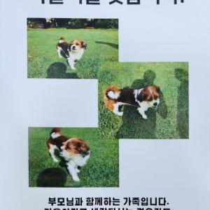 믹스견 강아지를  찾습니다. 용인시 청덕동