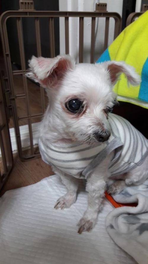 13살이상 말티즈 여아 임보하고 있습니다.