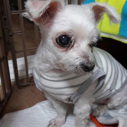 13살이상 말티즈 여아 임보하고 있습니다.