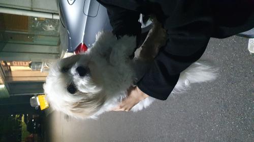 고양시 덕양구 화정동 흰믹스견