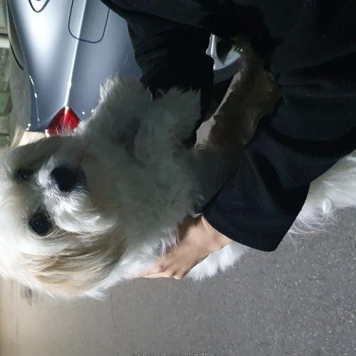 고양시 덕양구 화정동 흰믹스견