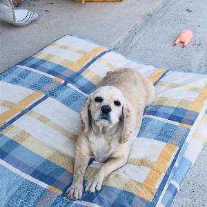 경산시 자인면 코카스파니엘 암컷을 찾습니다..ㅜㅜ