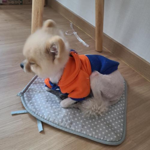 강아지 주인 찾아요