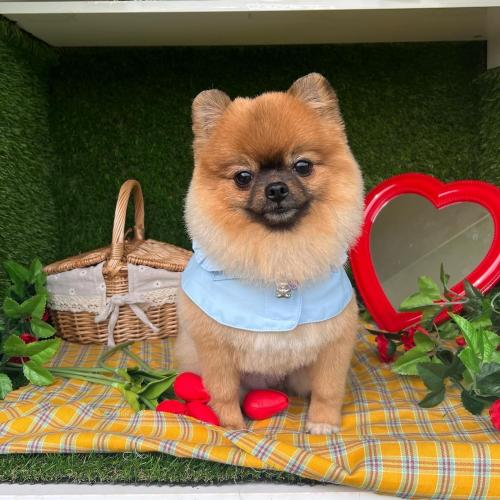 강아지 찾습니다