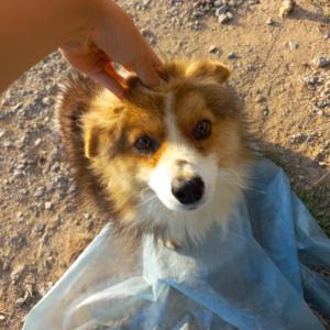 강아지를 찾습니다/안성/선인장마을