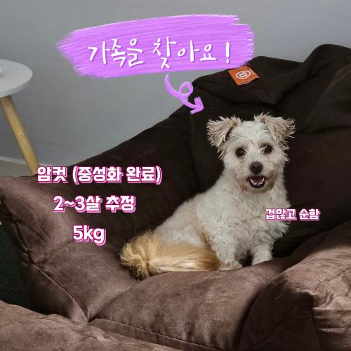 임보중인 말티즈믹스 다람이