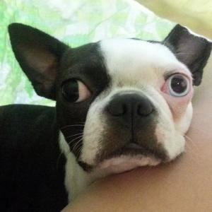 경남 창원시 합포구 내서읍에서 강아지 찾습니다