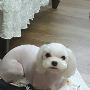 충북영동용산면 인근에서 말티즈 여아 보신분 ...