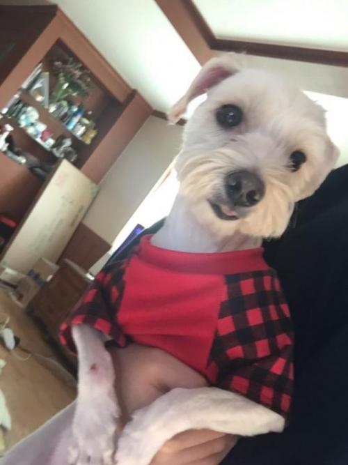 연수구 청학동  흰색 말티즈