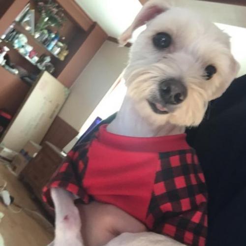 연수구 청학동  흰색 말티즈