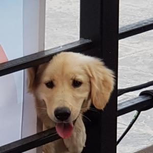 골든리트리버 할래