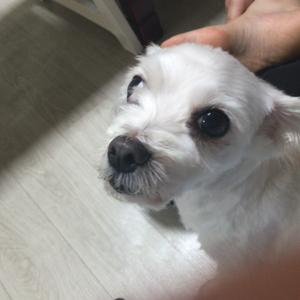 중랑구 신내동 수컷 말티즈 찾습니다