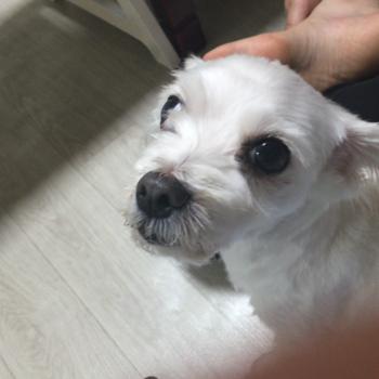 중랑구 신내동 수컷 말티즈 찾습니다