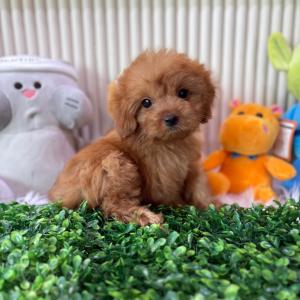 5만원 크림푸들분양 3개월령 공주님 모색 잘빠졌고 애교도 많아요