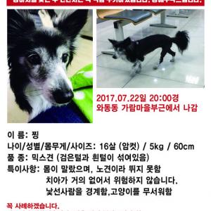 경기도 파주시에서 강아지가 집을 나갔습니다.