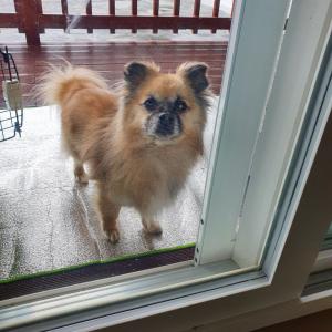 무주군 차산리 똘이 찾습니다