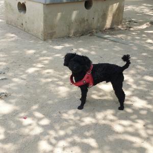 진하해수욕장에서 검은색 푸들을 잃어버렸습니다 도와주세요