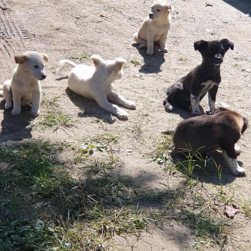 경기도 이천 !!!무료분양!!!